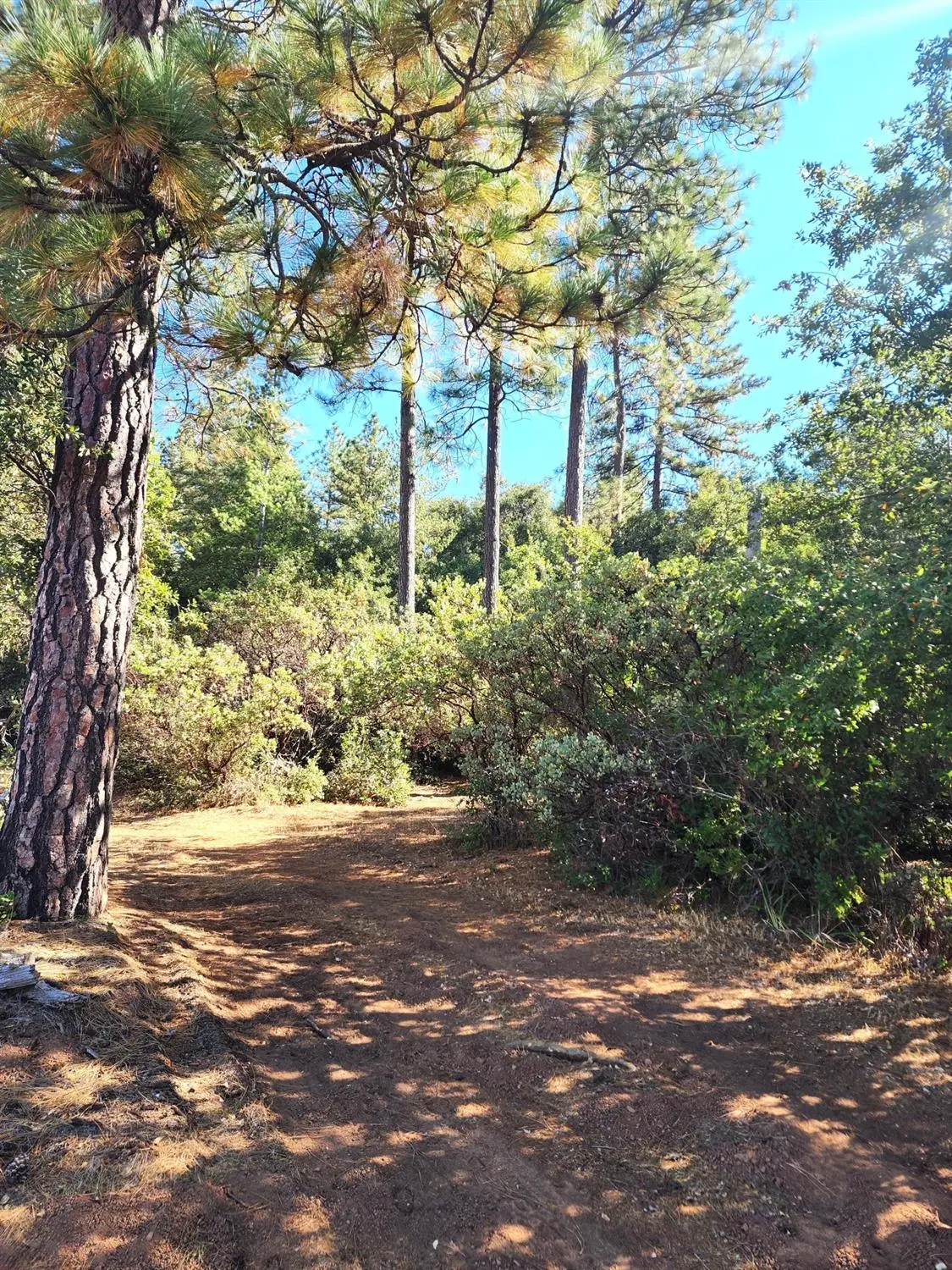 10550 Tabeaud Road, Pine Grove, CA 95665 - #1