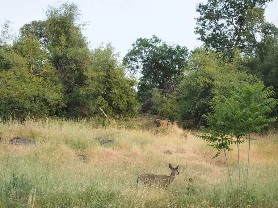 21705 S Powerhouse Road, Manton, CA 96059 - #3