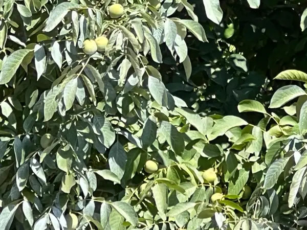 0 Hwy 99, Yuba City, CA 95991