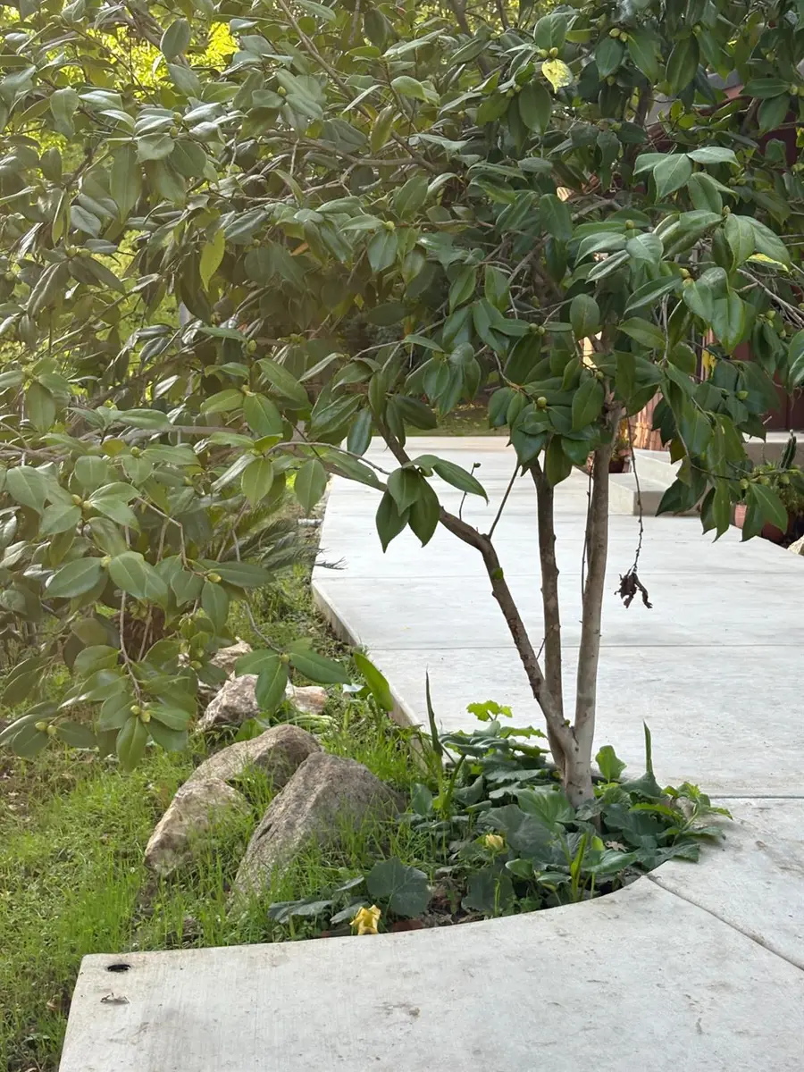 8415 Winding Way, Fair Oaks, CA 95628 - Image #3