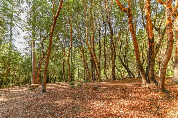 26909 Antelope Drive, Pioneer, CA 95666