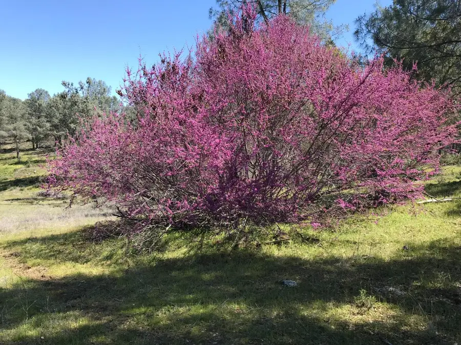 4890 Thompson Hill Road, Placerville, CA 95667 - Image #3