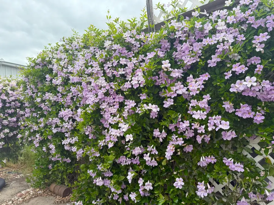 7 Pina, Sacramento, CA 95828 - Image #2