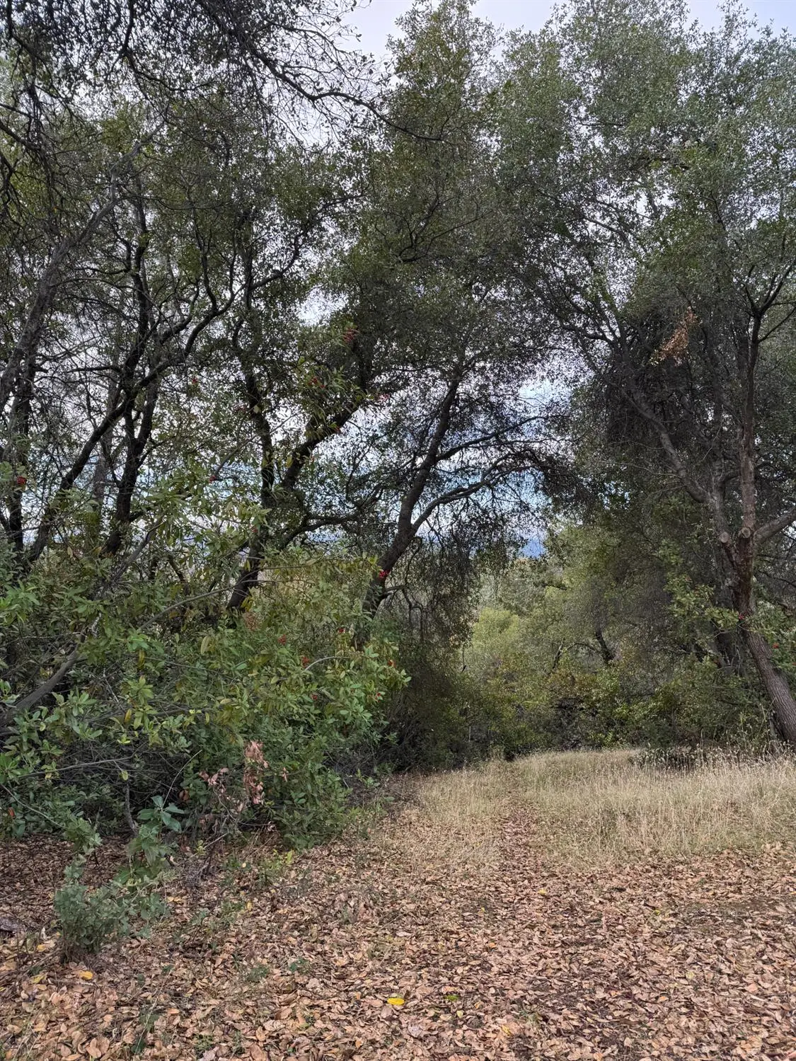 0 Bowman Road, Pine Grove, CA 95665 - Image #1