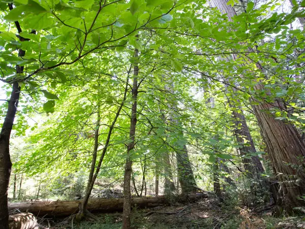 0 Spring Court, Pioneer, CA 95666