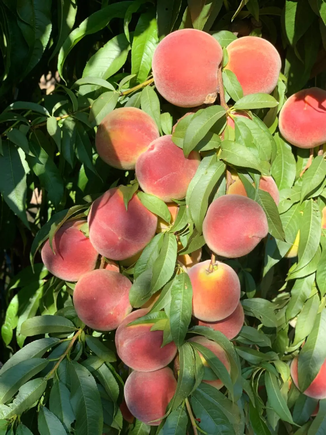 0 Tanaka, Livingston, CA 95334 - Image #1