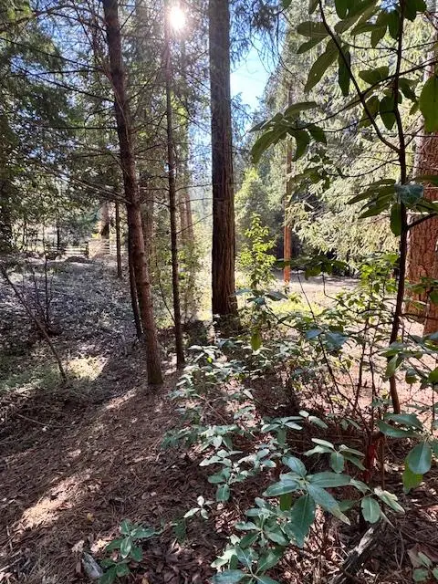 17630 E Antelope Drive E Drive, Pioneer, CA 95666 - Image #2