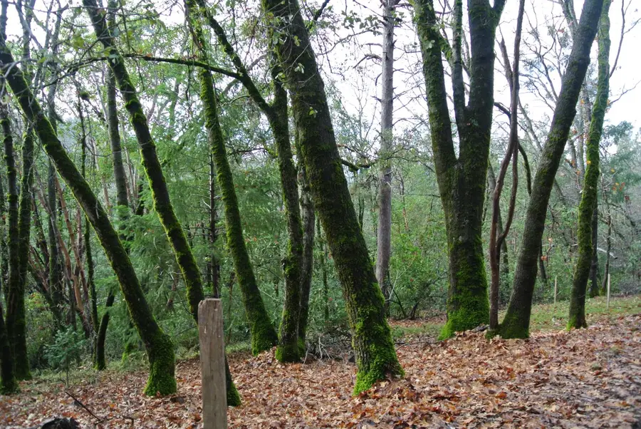 5585 Pine Ridge Road, Foresthill, CA 95631 - Image #2