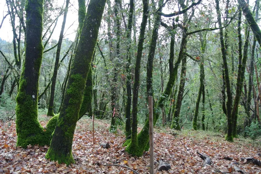 5585 Pine Ridge Road, Foresthill, CA 95631 - Image #3