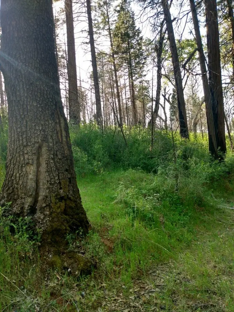 0 Shadow Pine Road, Mountain Ranch, CA 95246 - Image #2