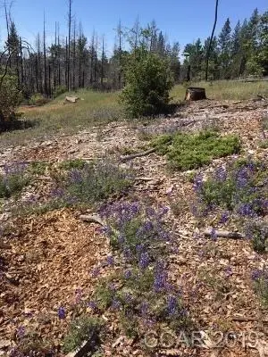 6321 W Old Emigrant Trail, Mountain Ranch, CA 95246 - #3