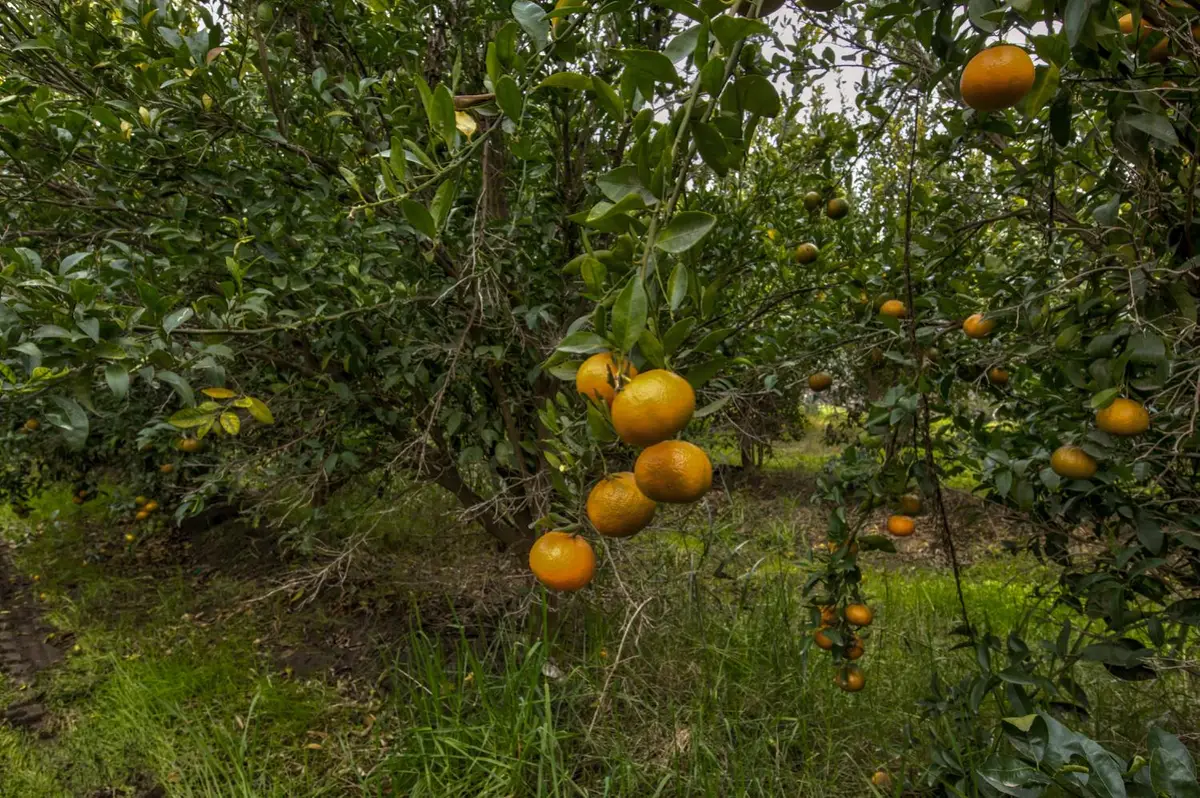 0 Road 208, Porterville, CA 93257 - Image #1