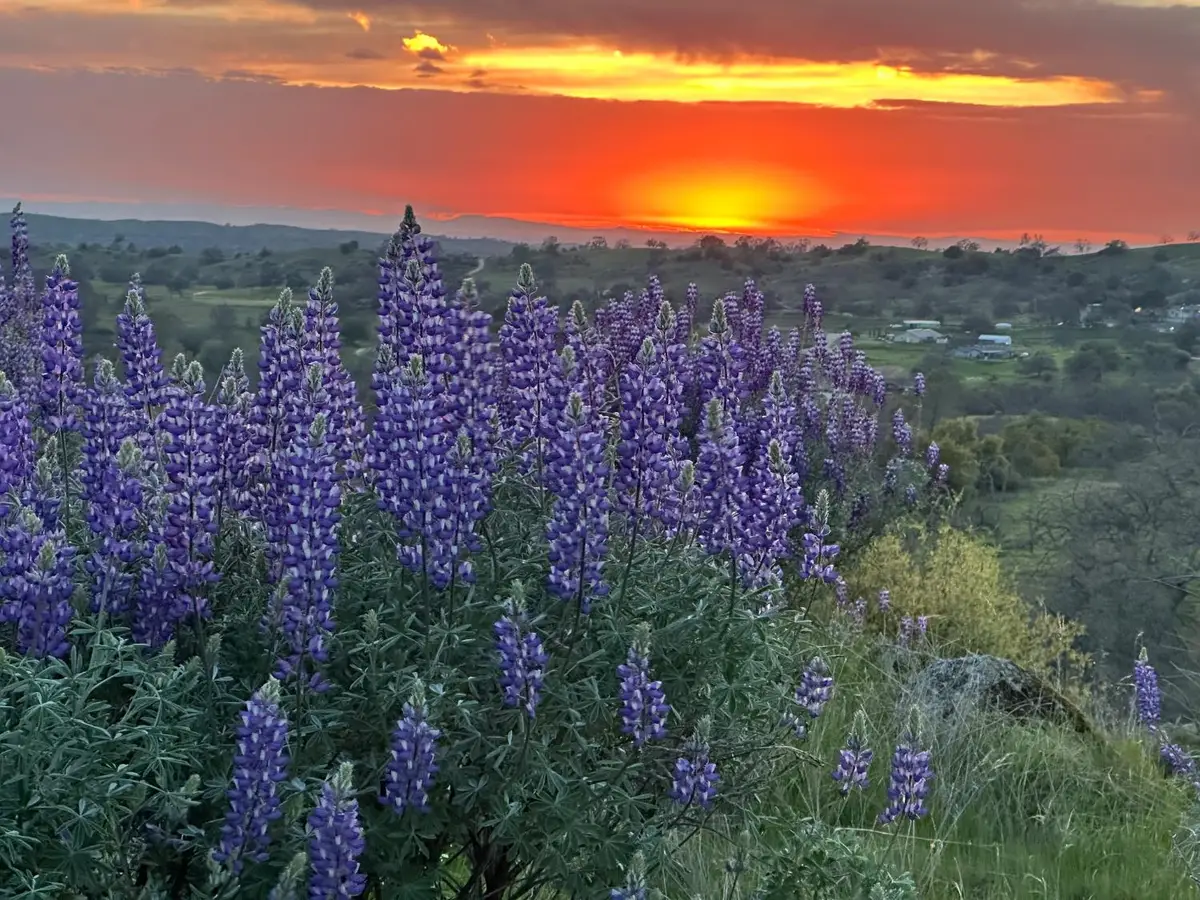 0 Spinecup Ridge, Raymond, CA 93653 - Image #1