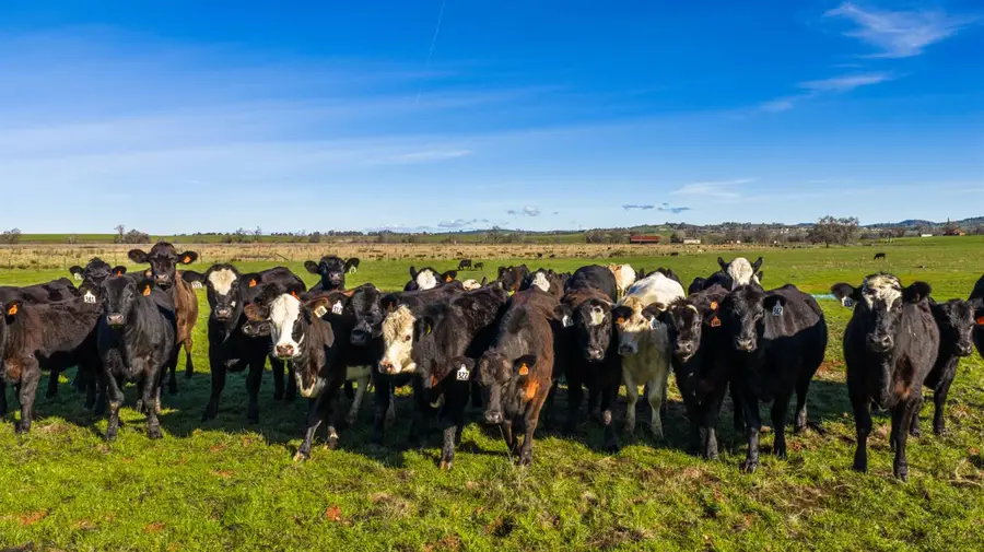 4873 Gladding Road, Lincoln, CA 95648 - #3