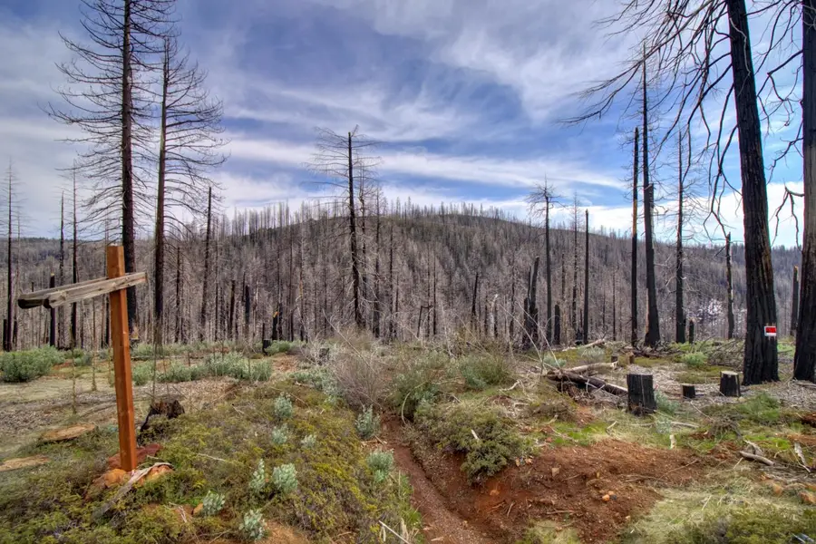 5308 Wooded Glen Road, Grizzly Flats, CA 95636 - #2