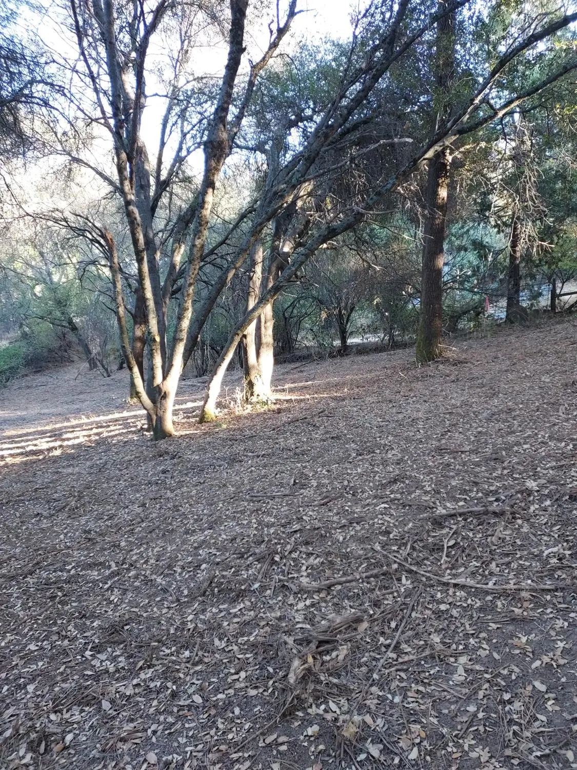 110 Gold Dust Trail, Sutter Creek, CA 95685 - #1