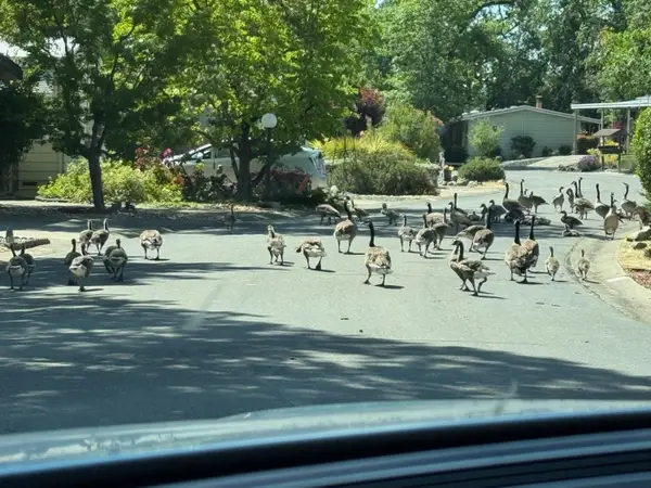 4420 Pleasant Valley Road #130, Diamond Springs, CA 95619