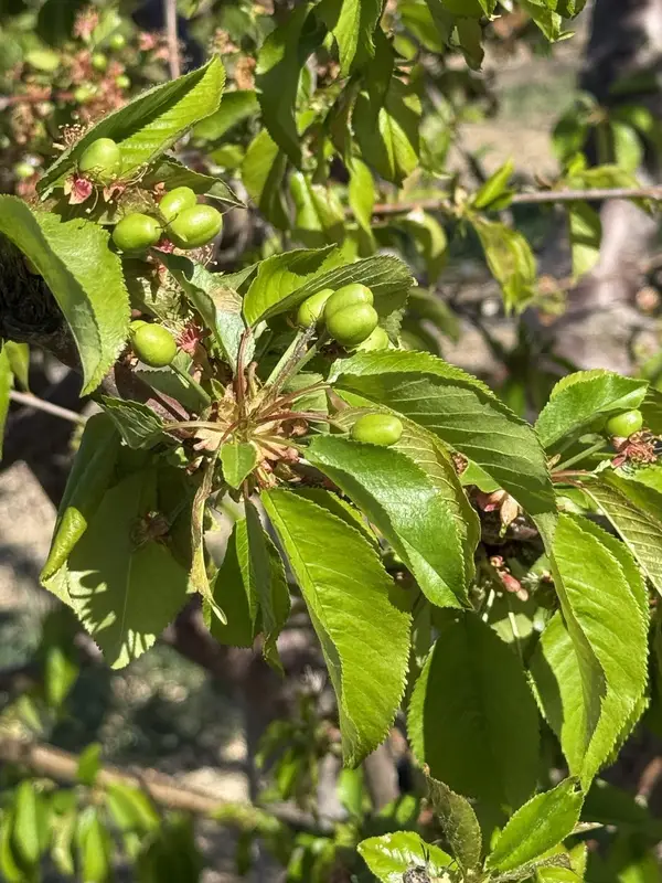 1424 Eucalyptus Avenue, Patterson, CA 95363