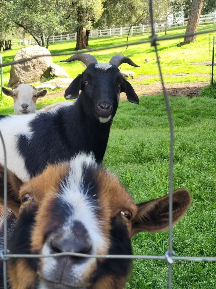 3091 Sand Ridge Road, Placerville, CA 95667 - #3