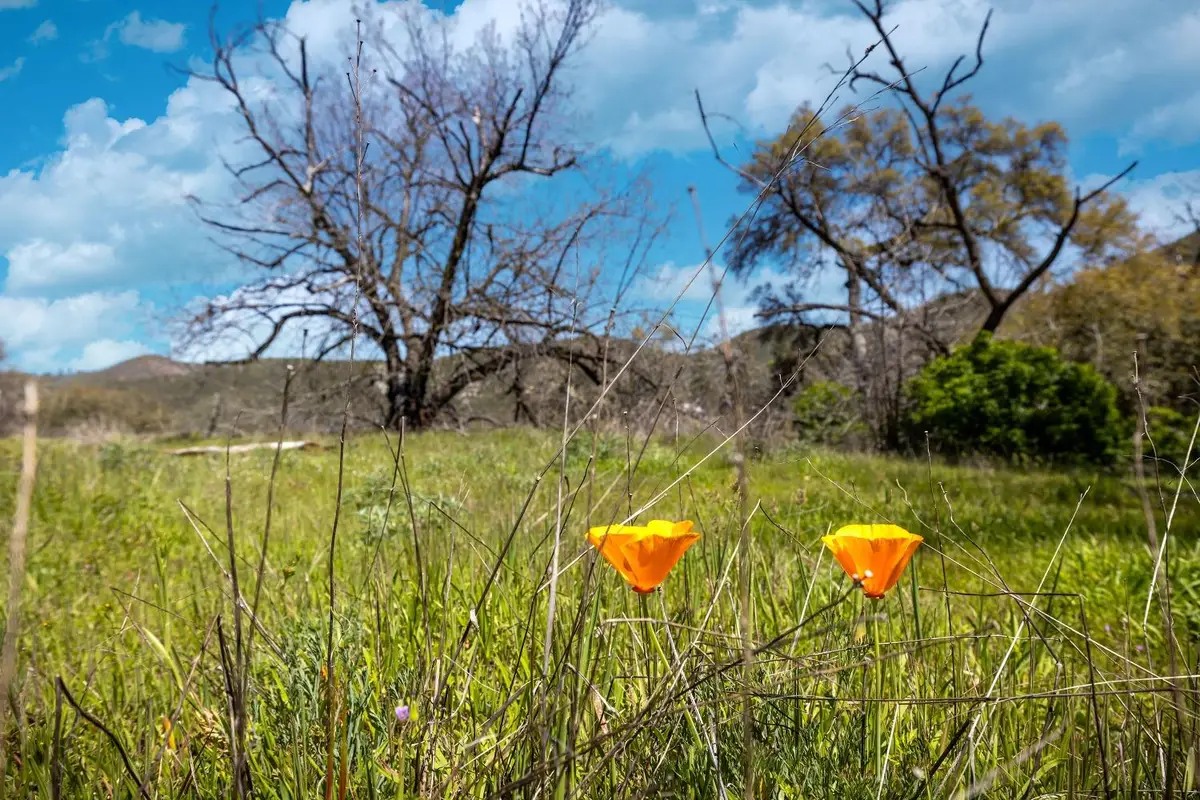 540 Music Gulch Road, Mokelumne Hill, CA 95245 - #1