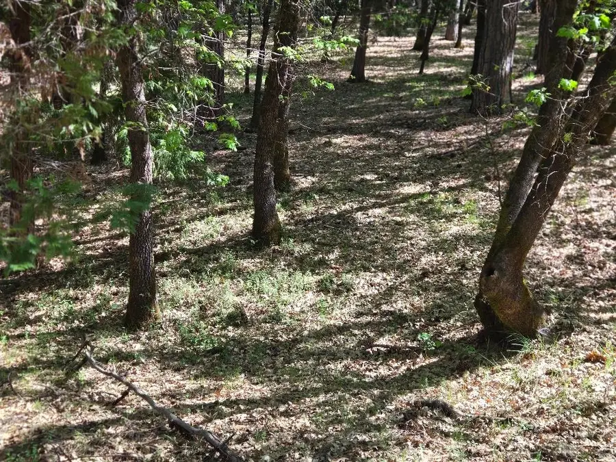 13637 Capitol Drive, Grass Valley, CA 95945 - #2