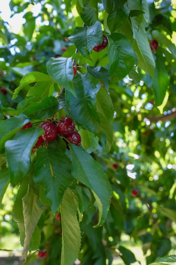 0 Rock Pile, Arvin, CA 93203