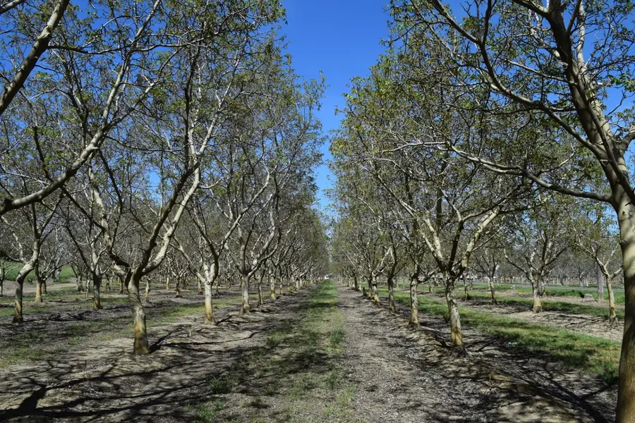 3869 River Road, Colusa, CA 95932 - #3