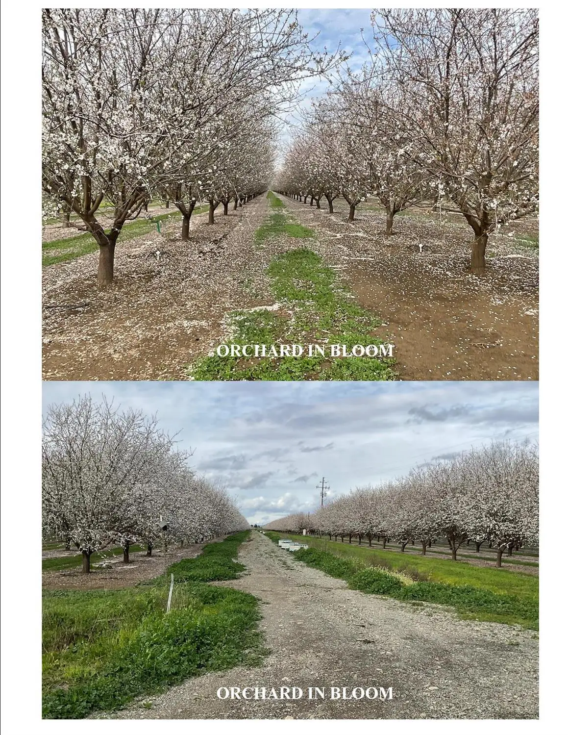 18275 Jensen Lane, Esparto, CA 95627 - #1