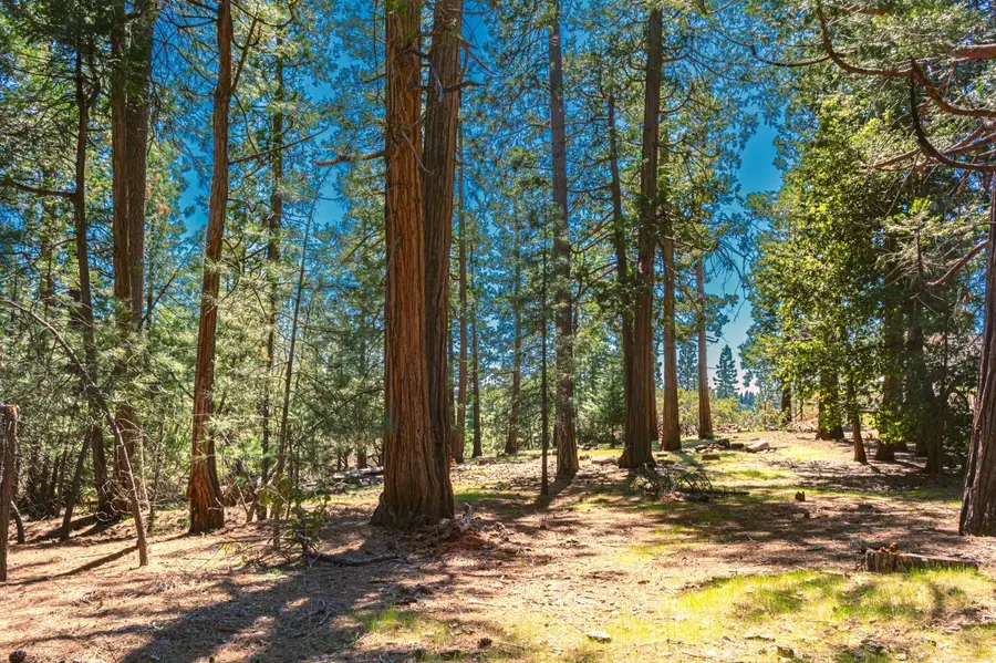 25594 Overland Drive, Volcano, CA 95689 - #3