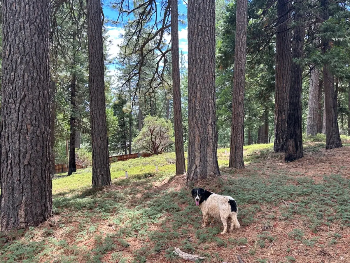 27460 State Highway 88, Pioneer, CA 95666 - #1