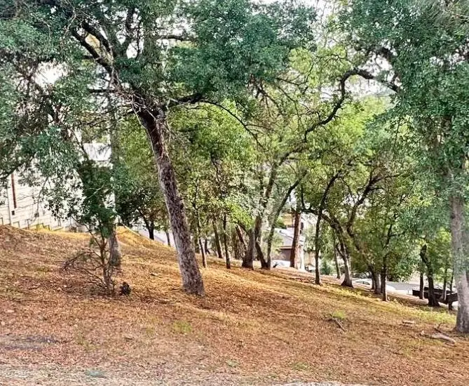 423 Winchester Way, Copperopolis, CA 95228 - #1