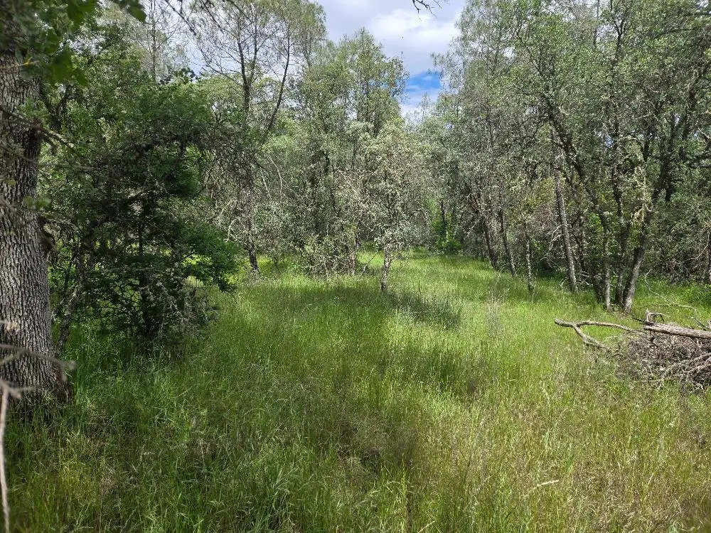 12729 Wolf Road, Grass Valley, CA 95949 - #1