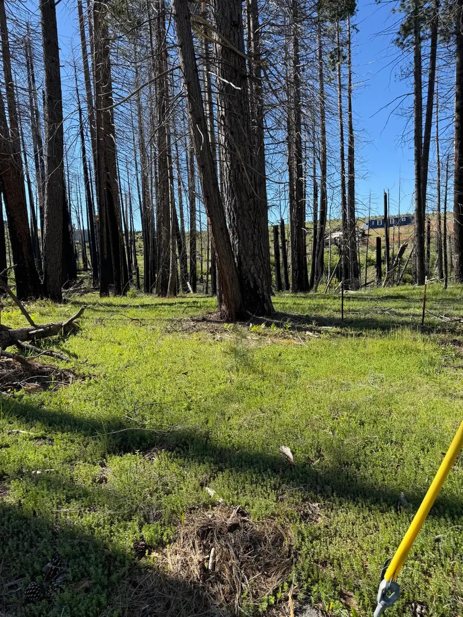 7601 Forest Glen Drive, Grizzly Flats, CA 95636 - #2