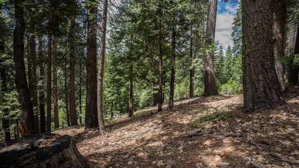 4648 Jibway Drive, Dorrington, CA 95223