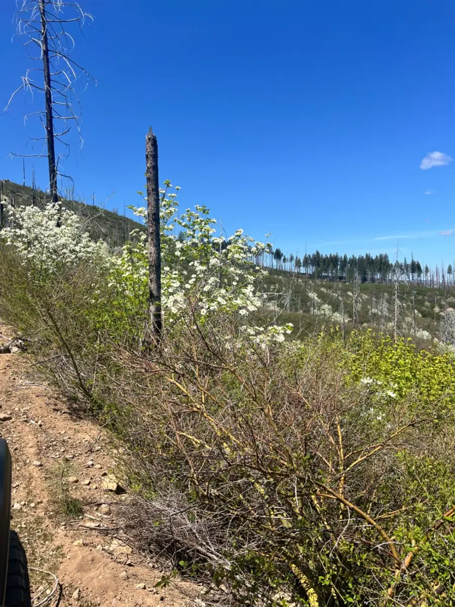 40 Wentworth Springs, Georgetown, CA 95634 - #3