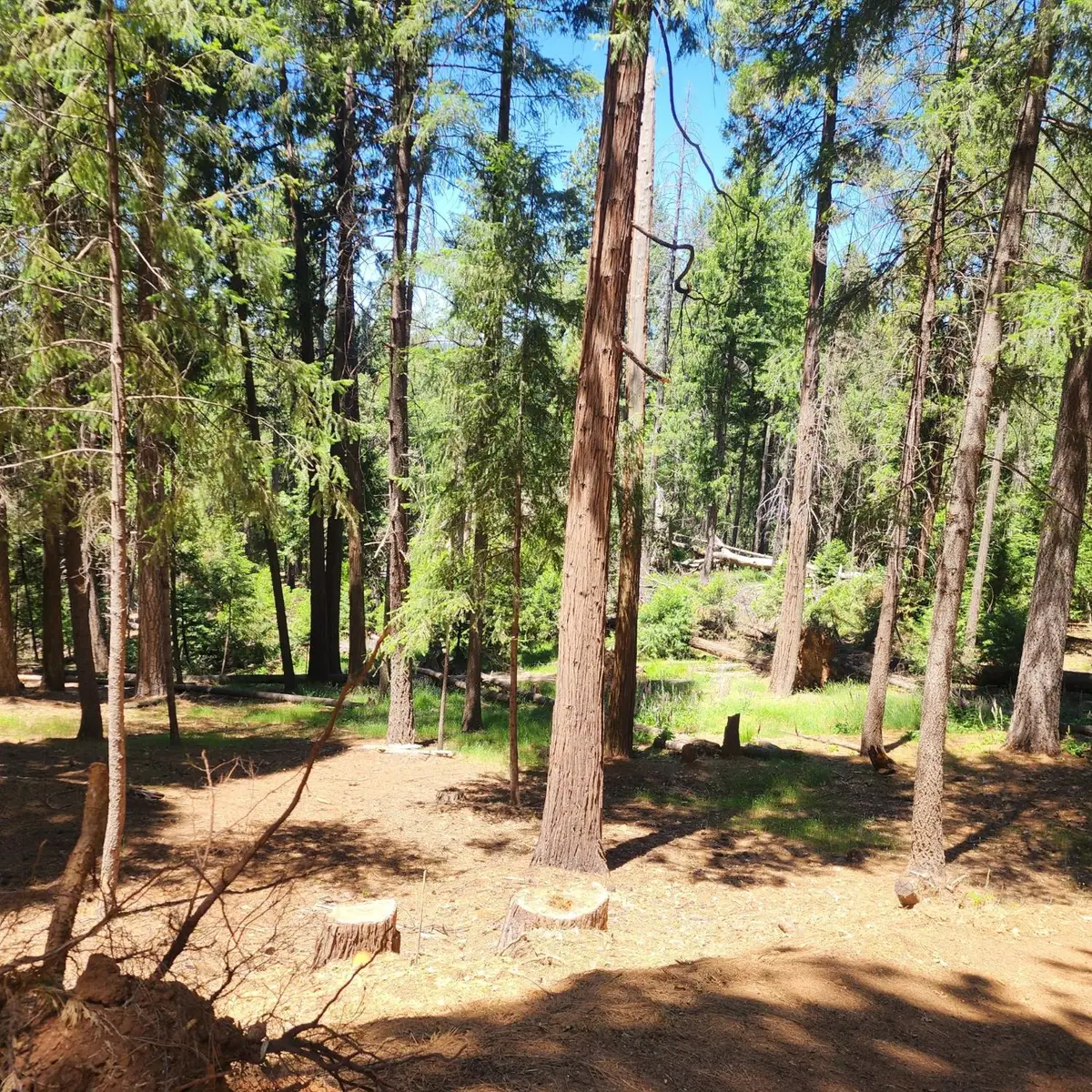 5741 Lupin Lane, Pollock Pines, CA 95726 - #1