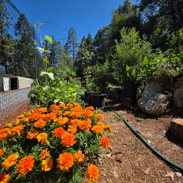1447 Shining Moon Lane, Georgetown, CA 95634