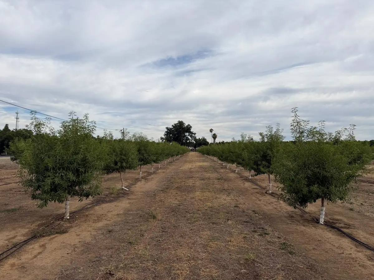 0 Williston Road, Live Oak, CA 95953 - #1
