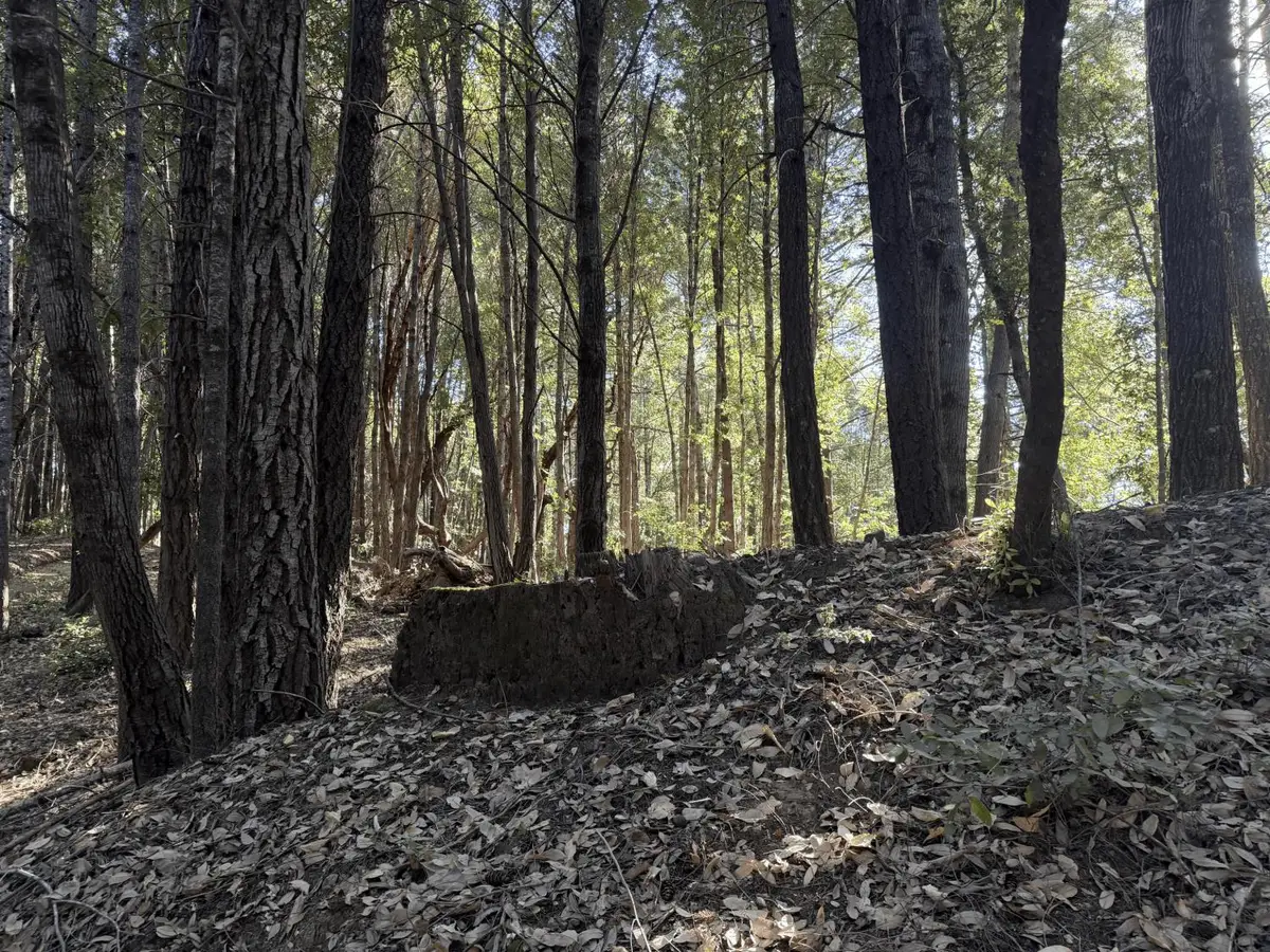 8989 Dooty Ridge Road, Garberville, CA 95542 - #1