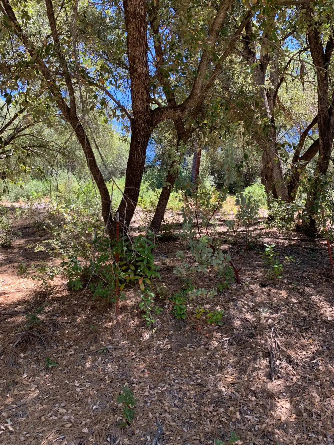685 Grant Lane, Murphys, CA 95247 - #1