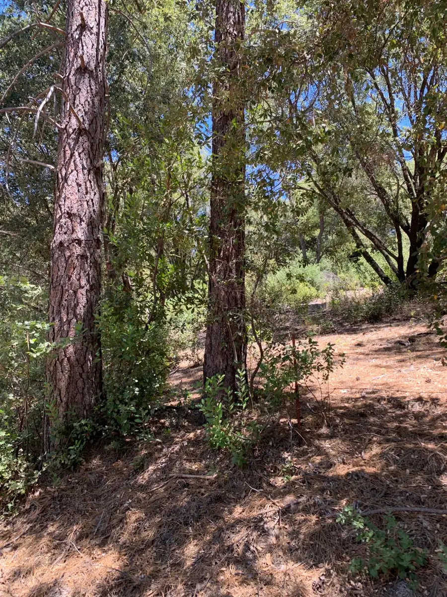 685 Grant Lane, Murphys, CA 95247 - #2