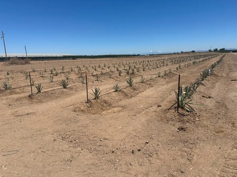 19542 N Jack Tone Road, Lodi, CA 95240 - #3