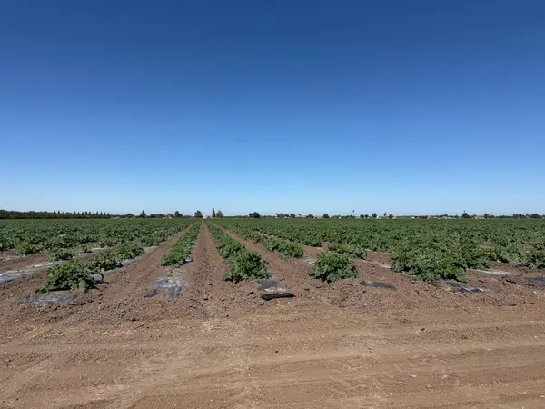 2110 Drais Road, Linden, CA 95215