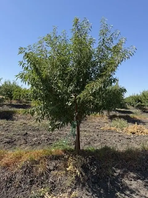 0 W Clarksburg Road, Clarksburg, CA 95612