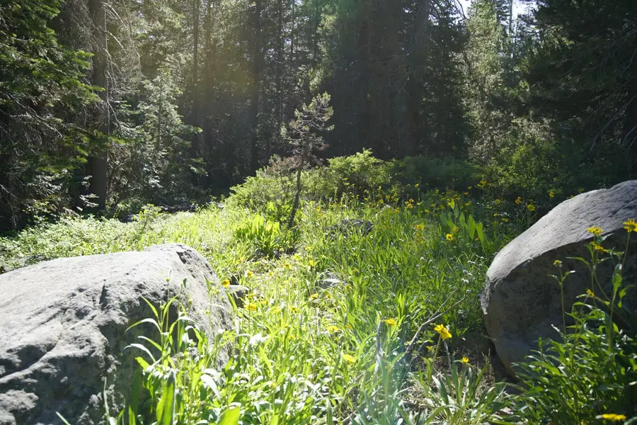 0 Forest 41 Road, Soda Springs, CA 95728 - #2