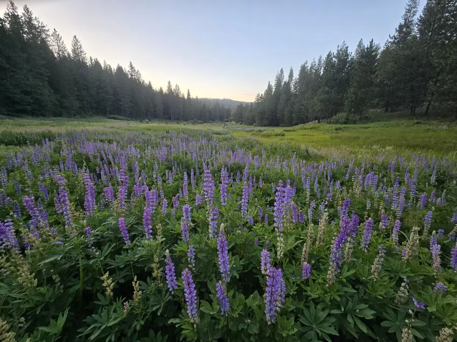 1273 Blagen Road, Arnold, CA 95223 - #2