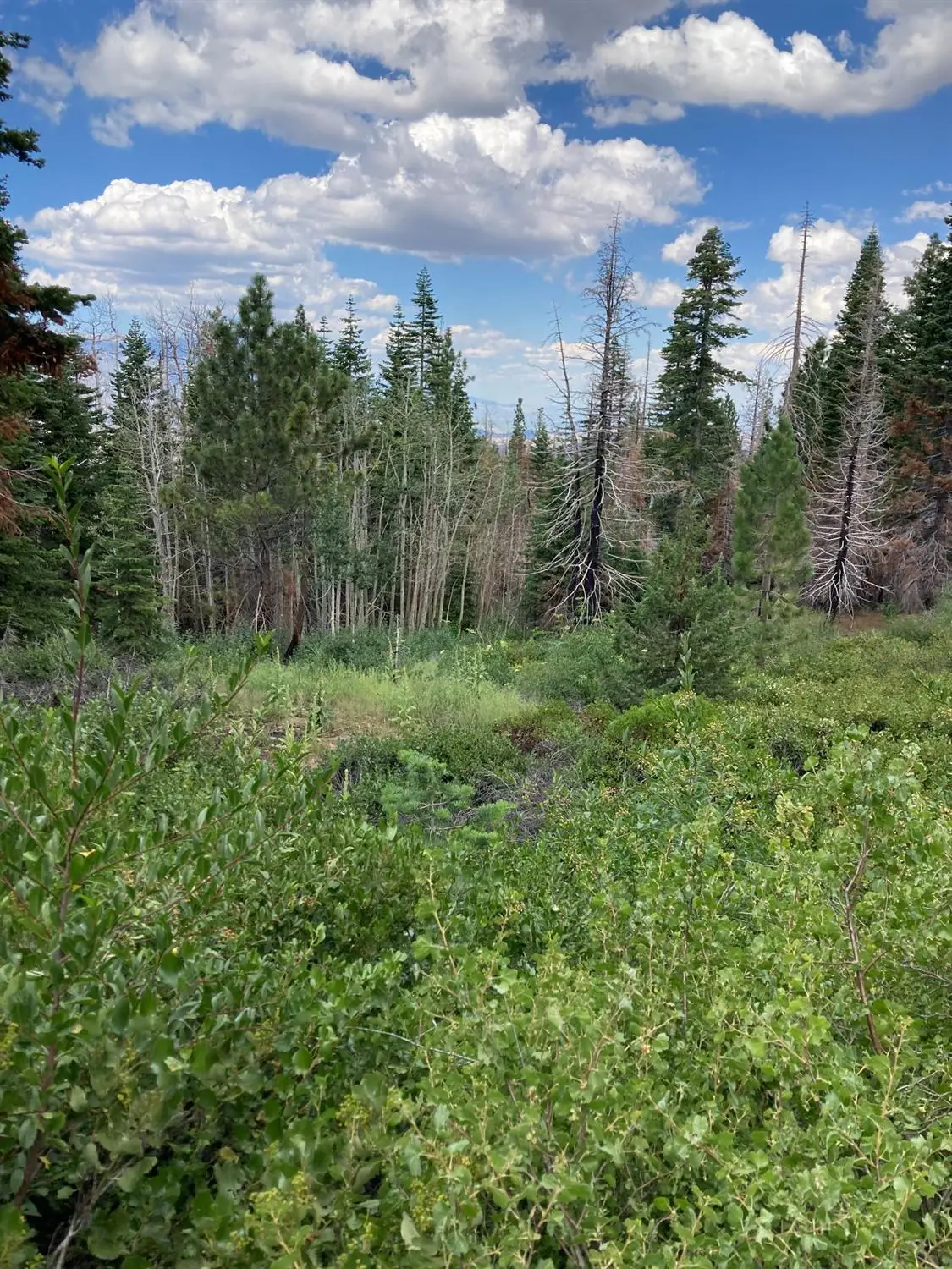 0 Poor Boy Road, Markleeville, CA 96120 - #1