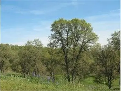 361 361 Hawkridge Drive, Copperopolis, CA 95228 - #1