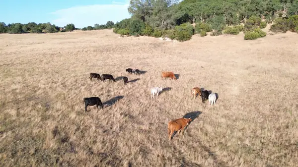 12244 S Camanche Parkway South, Burson, CA 95225