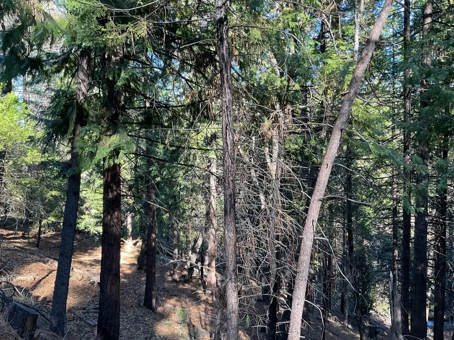 369 Canyon View Drive, Hathaway Pines, CA 95233 - #3